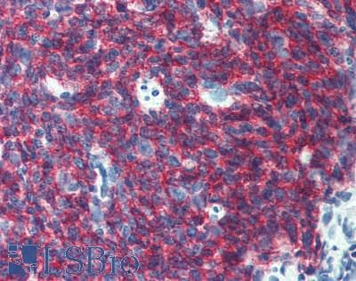 IHC-plus™ CD45RA Antibody (clone BHKG-2)