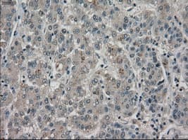 BUB1B / BubR1 Antibody (clone OTI11D7, Carrier-free)