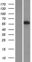 SLC1A6 / EAAT4 Protein (Over-Expression Lysate Myc-DDK (Flag))