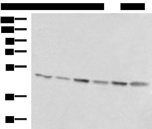 RHAG Antibody