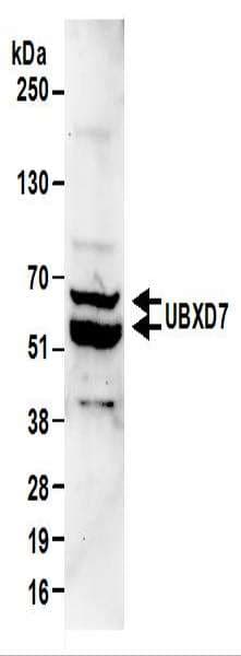 Polyclonal Rabbit anti-Human UBXD7 Antibody (aa439-489, WB)