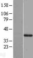 GAB2 Protein (Over-Expression Lysate Myc-DDK (Flag))