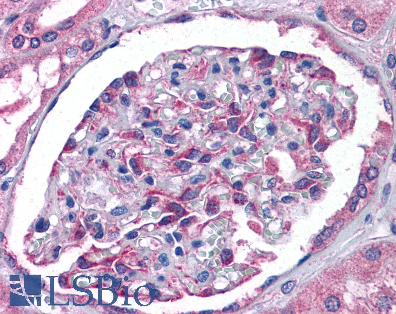 IHC-plus™ Polyclonal Goat anti-Human UBE2K / LIG Antibody (aa144-157, IHC, WB)