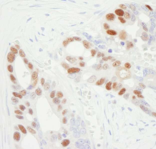 MCM6 Antibody (aa775-C-term)