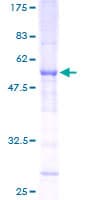 Human SLC25A27 / UCP4 Protein (Recombinant GST)