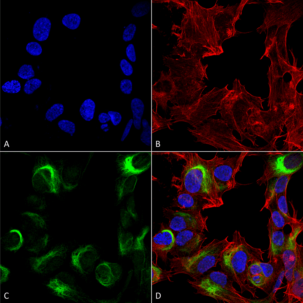 AMBRA1 Antibody (APC)