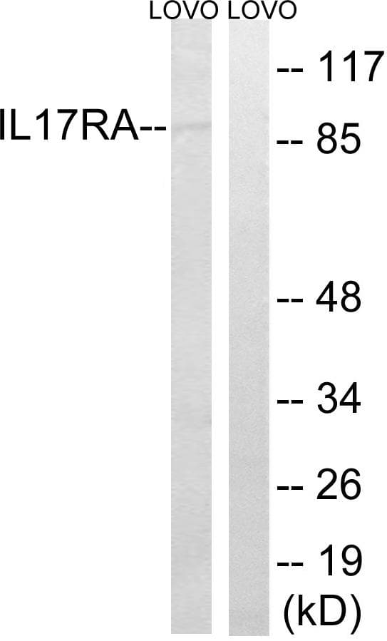 IL17RA Antibody