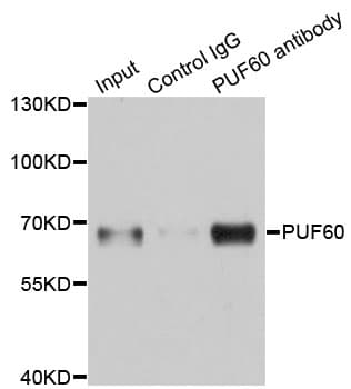 PUF60 Antibody