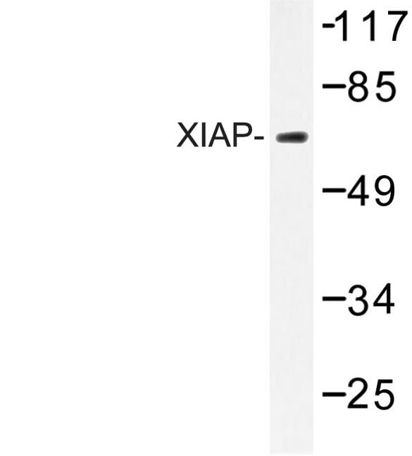 XIAP Antibody (Gly81)