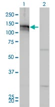AXL Antibody (clone 6C8)