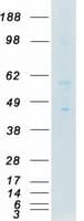 Human FGR Protein (Recombinant Myc-DDK (Flag))