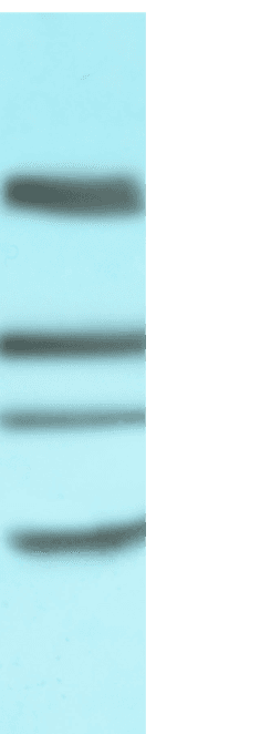CD4 Antibody (CD4, clone CE9.1 (Clenoliximab))