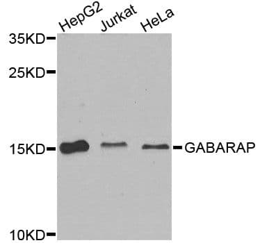 GABARAP Antibody