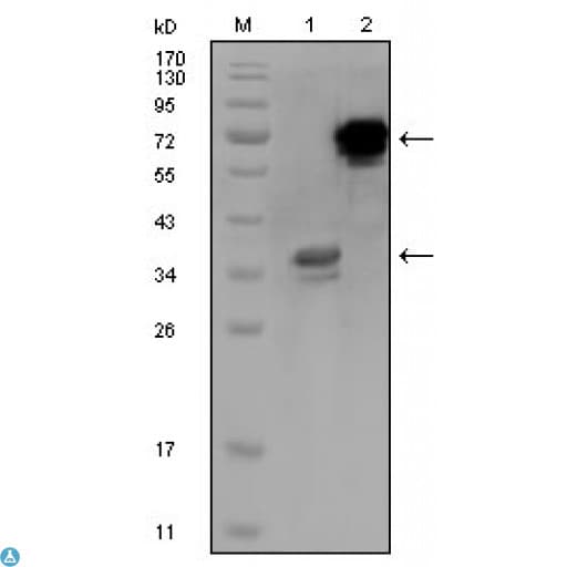 HPS / HPS1 Antibody