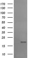 UBE2G2 Antibody (clone OTI9F2, Carrier-free)