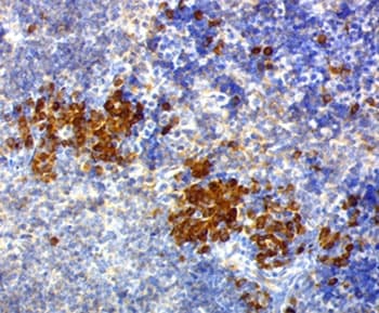 CD63 Antibody (clone NKI/C3)