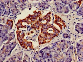 MSC / Musculin Antibody