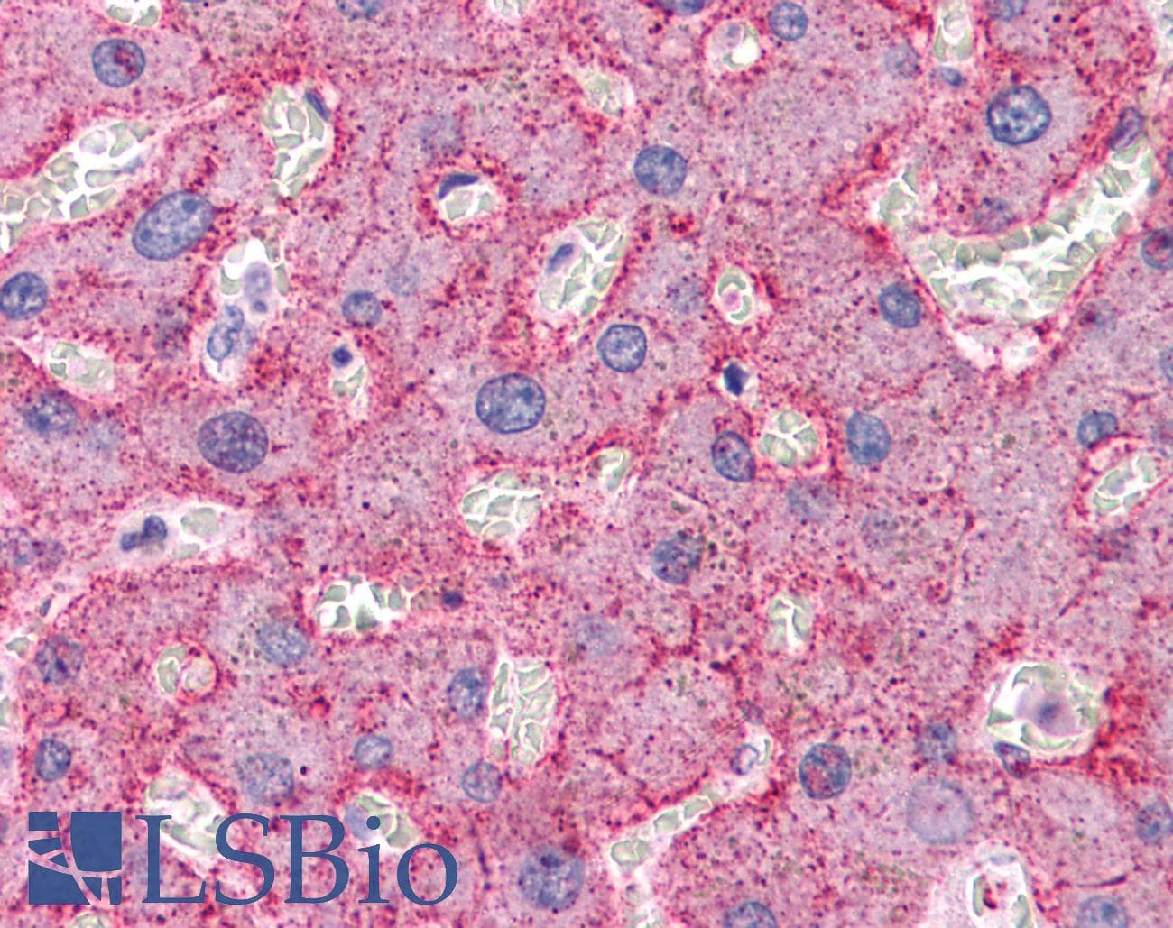 IHC-plus™ Polyclonal Rabbit anti-Human APC6 / CDC16 Antibody (IHC, IF, WB)