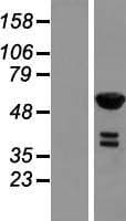 RFTN2 Protein (Over-Expression Lysate Myc-DDK (Flag))