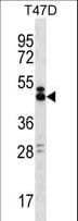 SLAMF6 / NTBA Antibody (aa277-305)