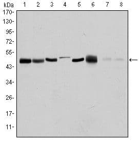 AURKA / Aurora-A Antibody (clone 4G10)