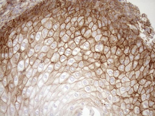 EPLIN Antibody (aa1-275, clone OTI7H8)