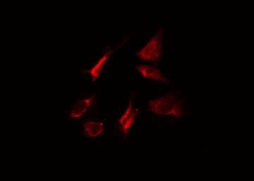 MYO5A / Myosin V Antibody