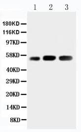 KIN17 / KIN Antibody (aa48-64)