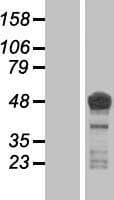 MAPT / Tau Protein (Over-Expression Lysate Myc-DDK (Flag))