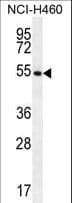 GSR / Glutathione Reductase Antibody (aa380-408)