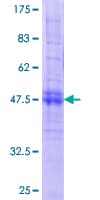 Human CACNG7 Protein (Recombinant GST)