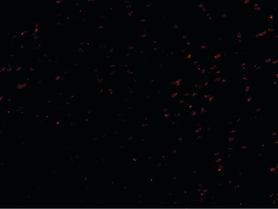 IHC-plus™ LANO / LRRC1 Antibody