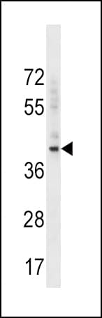 BMI1 / PCGF4 Antibody (aa257-286)