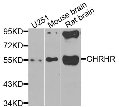GHRHR Antibody