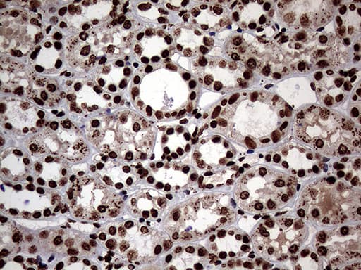 SH3BGRL Antibody (clone OTI8F7, Carrier-free)