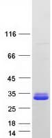 Human C19orf84 / LOC147646 Protein (Recombinant Myc-DDK (Flag))