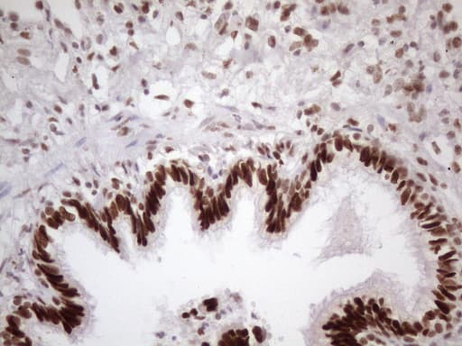 TP53BP1 / 53BP1 Antibody (aa1-300, clone OTI2H6)