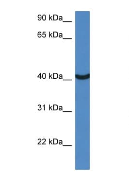 MORF4L1 / MRG15 Antibody (aa140-189)