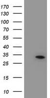 NUBPL Antibody (aa1-250, clone OTI2G7, Carrier-free)
