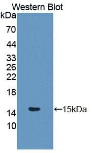 GLRX / Glutaredoxin Antibody (aa2-107, Biotin)
