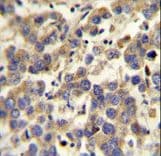 LYPD4 Antibody (aa104-133)