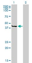 Monoclonal Mouse anti-Human PSMC6 Antibody (clone 2C4, IF, WB)