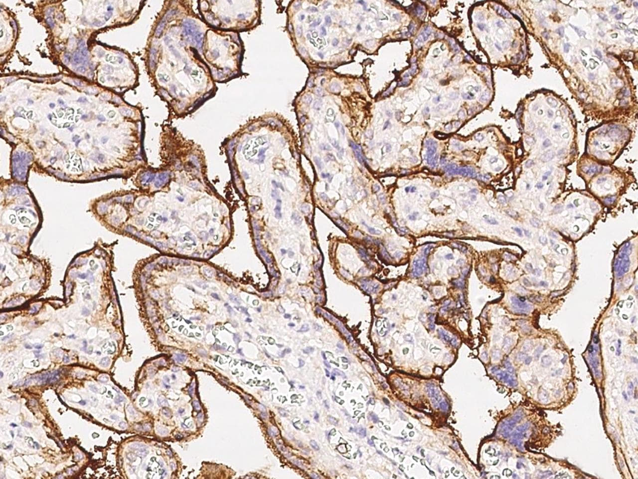 Monoclonal Mouse anti-Human CD98 Antibody (clone 04, Preservative Free, IHC)