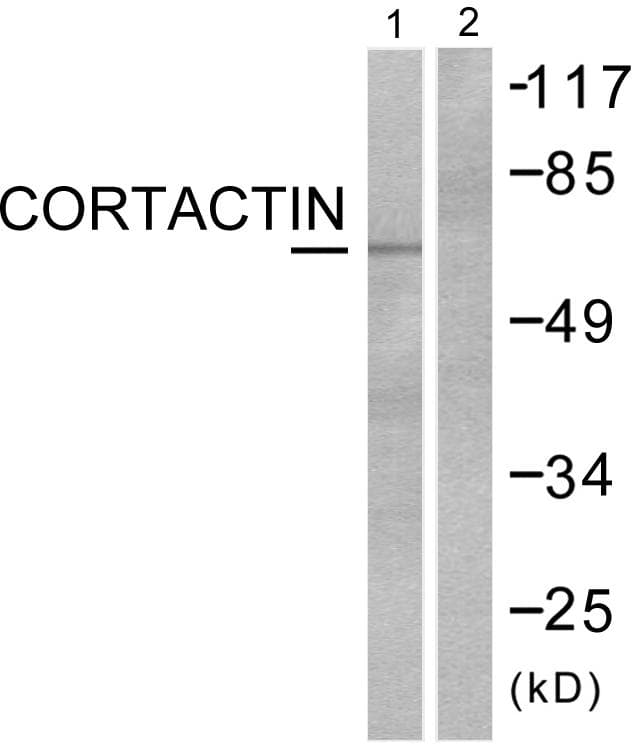 CTTN / Cortactin Antibody (p466)
