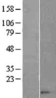 CCL14 Protein (Over-Expression Lysate Myc-DDK (Flag))