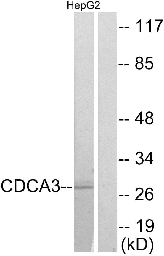 CDCA3 Antibody