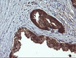 Monoclonal Mouse anti-Human DDT / Dopamine Tautomerase Antibody (clone OTI1A1, IHC, WB)