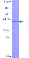 Human RGS13 Protein (Recombinant GST)