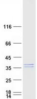 Human METTL9 / PAP1 Protein (Recombinant Myc-DDK (Flag))