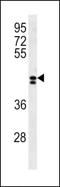 LRRC2 Antibody (aa71-97)
